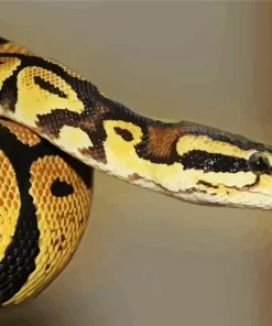 Ball Python Diamond Painting