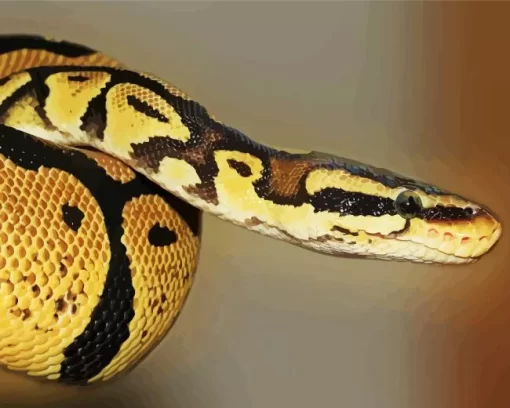 Ball Python Diamond Painting