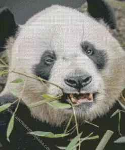 Bamboo Panda Diamond Painting