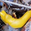 Banana Slug Diamond Painting