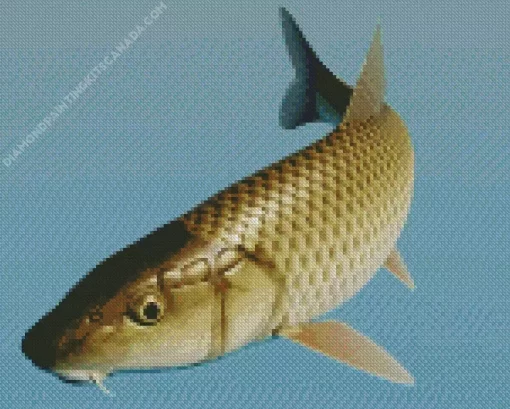 Barbel Fish Diamond Painting