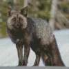 Black Fox Diamond Painting