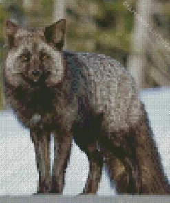 Black Fox Diamond Painting