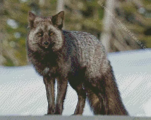 Black Fox Diamond Painting