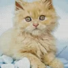 Blonde Kitten Diamond Painting