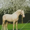 Blonde Stallion Horse Diamond Painting