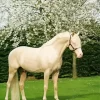 Blonde Stallion Horse Diamond Painting