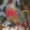 Blood Pheasant Bird Diamond Painting