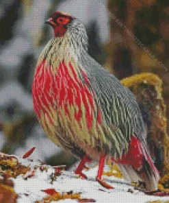 Blood Pheasant Bird Diamond Painting