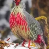 Blood Pheasant Bird Diamond Painting