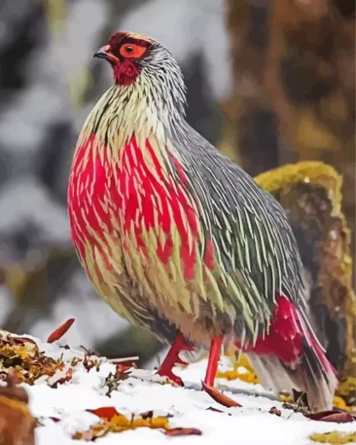 Blood Pheasant Bird Diamond Painting