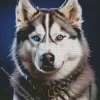 Blue And Brown Eye Husky Diamond Painting