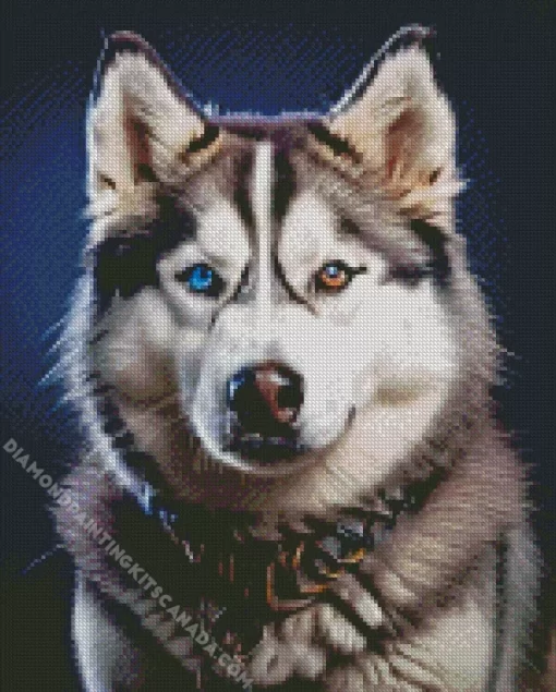 Blue And Brown Eye Husky Diamond Painting