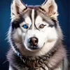 Blue And Brown Eye Husky Diamond Painting