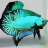 Blue And Green Betta Fish Diamond Painting