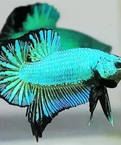 Blue And Green Betta Fish Diamond Painting