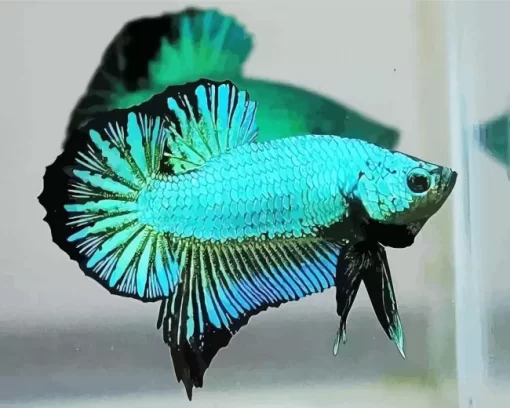 Blue And Green Betta Fish Diamond Painting