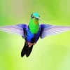 Blue And Green Hummingbird Diamond Painting