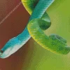 Blue And Green Pit Vipers Diamond Painting