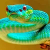 Blue And Green Pit Vipers Snake Diamond Painting