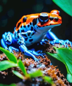 Blue And Orange Frog Diamond Painting