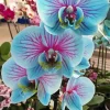 Blue And Pink Orchid Diamond Painting