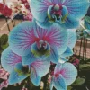 Blue And Pink Orchid Diamond Painting