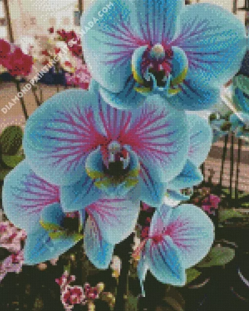 Blue And Pink Orchid Diamond Painting