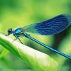 Blue Dragonfly Diamond Painting