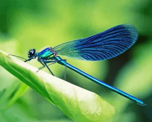 Blue Dragonfly Diamond Painting