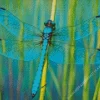 Blue Dragonfly Insect Diamond Painting