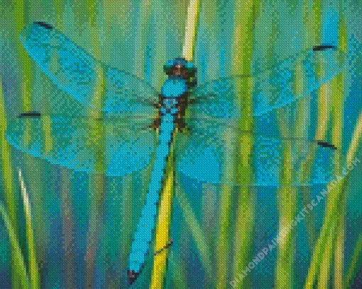 Blue Dragonfly Insect Diamond Painting