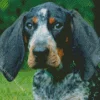 Blue English Coonhound Dog Diamond Painting