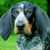 Blue English Coonhound Dog Diamond Painting