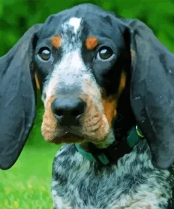 Blue English Coonhound Dog Diamond Painting