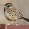 Cactus Wren Diamond Painting