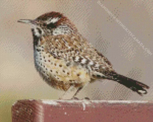 Cactus Wren Diamond Painting