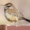 Cactus Wren Diamond Painting