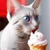 Cat Eating Ice Cream Diamond Painting