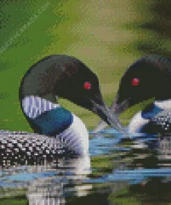 Common Loon Diamond Painting