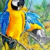 Gold And Yellow Macaws Diamond Painting