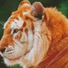 Golden Tiger Diamond Painting