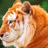 Golden Tiger Diamond Painting