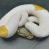 Pied Ball Python Diamond Painting