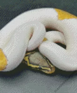 Pied Ball Python Diamond Painting