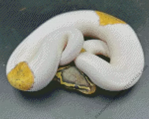 Pied Ball Python Diamond Painting