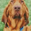 Red Bloodhound Diamond Painting