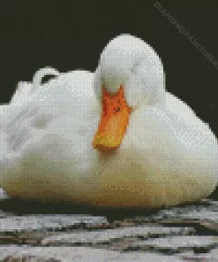 Sleeping Duck Diamond Painting