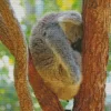 Tired Koala Diamond Painting