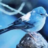 Blue Canary Bird Diamond Painting